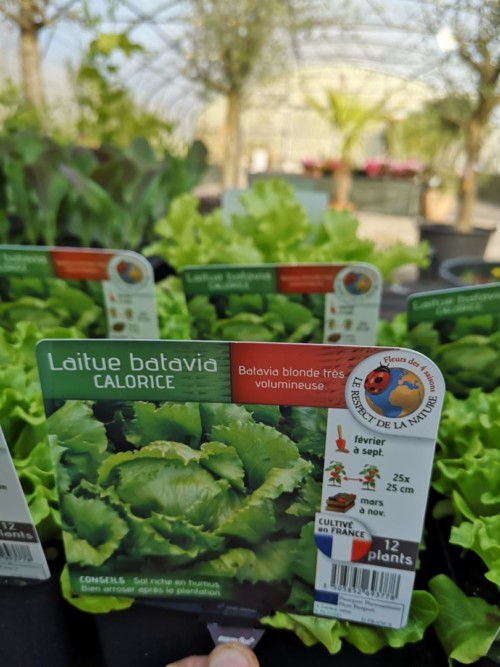 Aucoindemarue Courses En Ligne Coulonnier Fleuriste Paysagiste Salade Batavia 437 Scaled 1