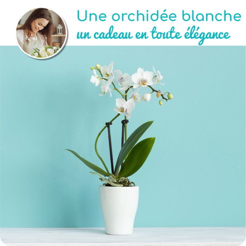 Au Coin De Ma Rue Courses En Ligne Orchidee Blanche En Pot