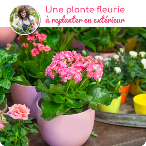 Au Coin De Ma Rue Courses En Ligne Plante Fleurie A Replanter