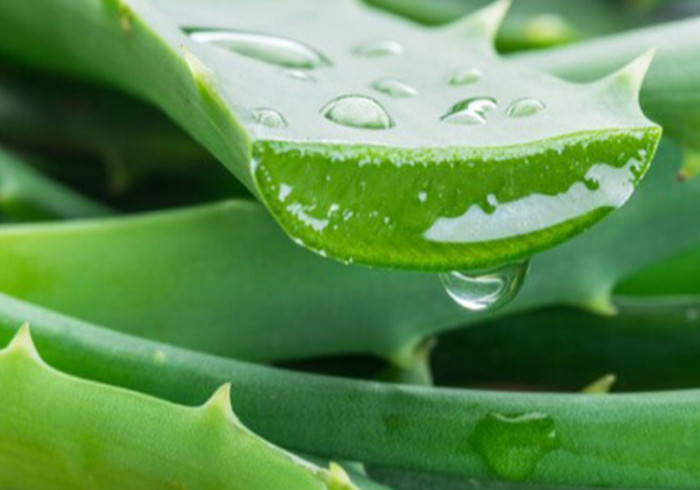 Courses En Ligne Aloe Vera 2