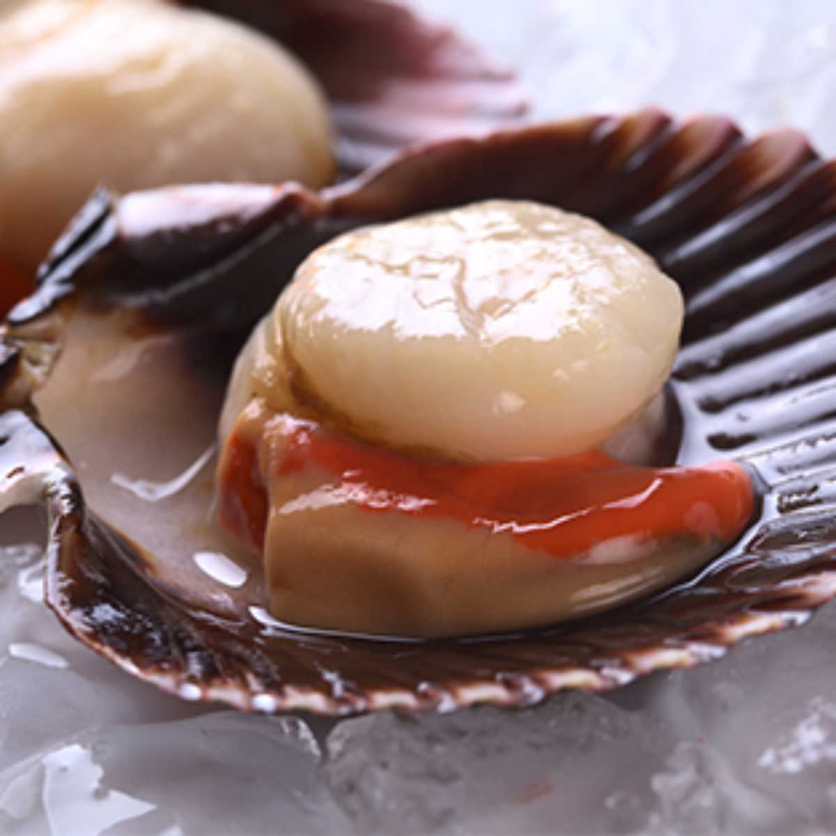 Où Acheter Des Coquilles Saint jacques à Erquy Coquilles Saint Jacques d'Erquy - Au Coin De Ma Rue